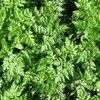 Green Bush Background