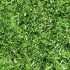 Thick Grassy Background