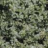 Green Gray Plant Background