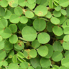 Clover Background