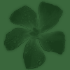 green flower background